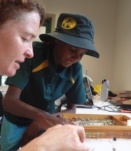 A student helps Susan Wright pin new specimens for the Queensland Museum (image S. Nally)    