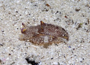 Sea slug copyright M. Norman