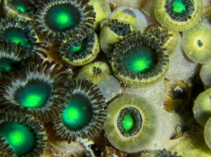Zooanthid Coral       
