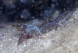 hinge-beak shrimp copyright M. Nan