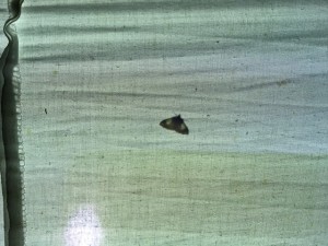 moth     