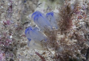 sea squirt copyright M. Norman